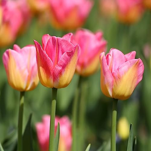 bulbi di tulipano, interna giardino interno in vaso balcone rari con serre Aiuole rialzate 4pcs
