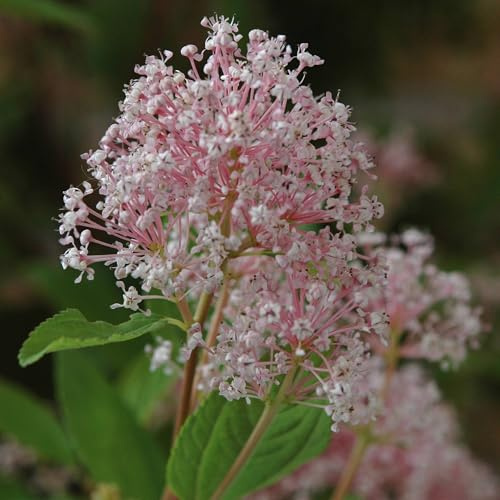 Vivai le Georgiche - Pianta vera di Ceanothus x pallidus Marie Simon Lillà della California 'Marie Simon' - vaso Ø 18 cm