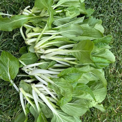 aemillas de Pak Choi orgánicas - tradicionales para jardín hojas mostaza china balcón invierno, 300pcs