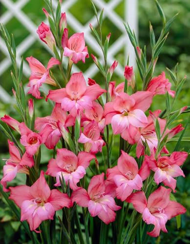 Groß,Perfekt FüR Schnittblumen,Gartenblumen,Gladiolenzwiebeln,Winterharte Zwiebeln,Lebende Pflanzen,Seltene Pflanzen,Natürlich-5 Zwiebeln-B