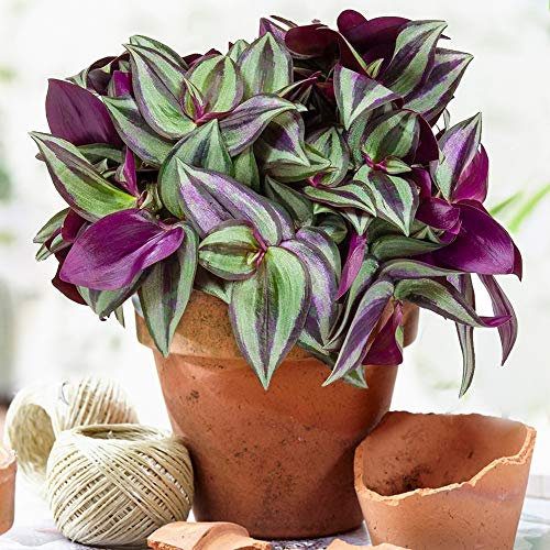 Tradescantia Zebrina | Premium Home or Office Spiderwort | 15-25cm Potted