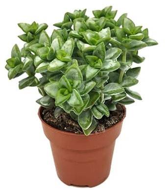 Suculenta Natural de Interior Crassula Perforata Planta para la Iniciación en la Jardinería
