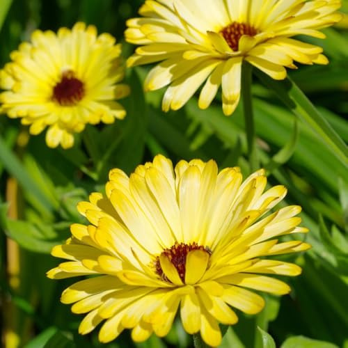 calendula - Arredamento del soggiorno con rialzata semi di calendula rampicanti, giardino roccioso giardino, balcone balcone insoliti 750semi