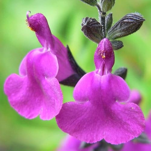 Plant World Seeds - Salvia Muelleri Seeds (Perennial Flower Seeds)