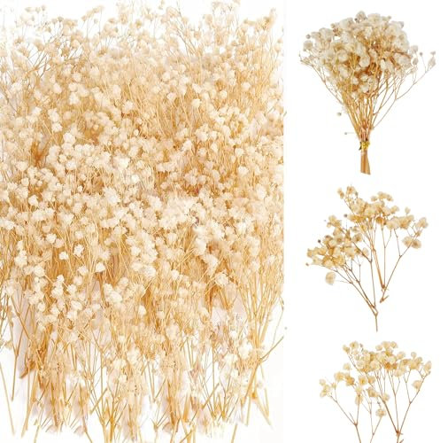 65 Piezas Paniculata Preservada Flores Secas Pequeñas Naturales para Decoración del Hogar, Corona de Floral y Fiestas de Boda