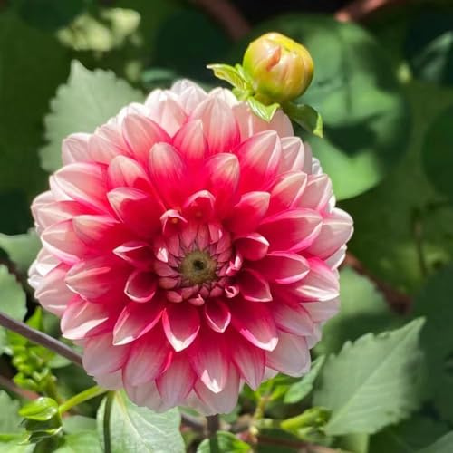 4 pezzi dalias tubercoli resistenti perenni - jardín resistentes, bulbi