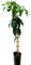 Vivaio Garden Forest Pianta di Mango Indica Maya Innestata, Piante mango, Pianta da frutto, Albero da frutto, Sempreverde, Pianta vera, Frutto tropicale, Profumo intenso, Molto gustosa, H140cm