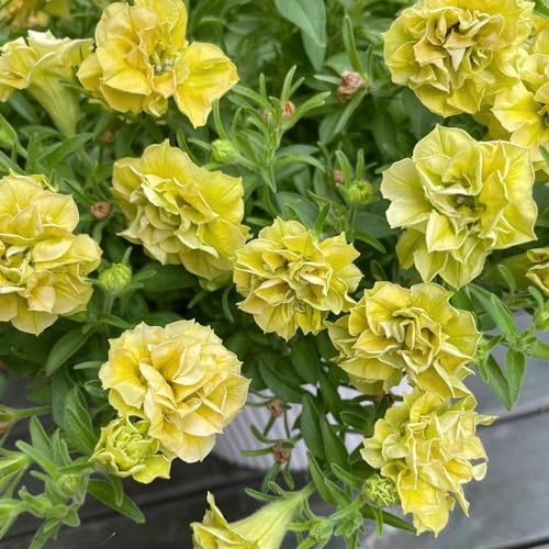petunie - petunie ricadenti da recisi semi di petunia semi di dato decorativo esotici selvatici decorazione floreale 200semi