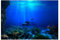 Rückenplakat für einen Fischtank, Aquarium HD U-Boot Coral Reef Foto Tapete Aquarium Meeresfische XXL Unterwasser Welt Wanddekoration (61 x 30 cm)