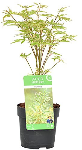 Bloomique - Acer palmatum ‘Butterfly’ - Arce japonés - Hoja variegada - Plantas de jardín - Resistente al frío - Altura 20-30 cm - Maceta 10,5 cm