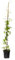 Plant in a Box - Waldrebe - Clematis 'Hagley Hybrid' - Höhe 100-120cm - ⌀17cm