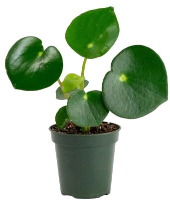 Peperomia Gotas de Jade Natural Planta de Interior con Belleza Tropical y Mantenimiento Sencillo