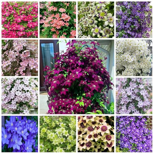 Clemátide - balcón con parterre elevado clemátide balcón de interior exóticas Jardín en poco común jardín invernadero decoración sala 5bulbo