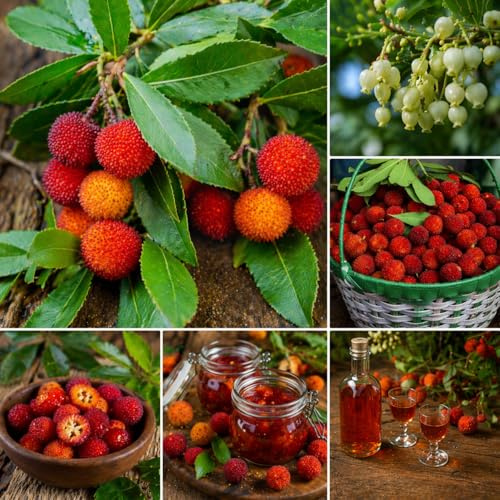Semi Corbezzolo (Arbutus Unedo) – 200 Semi Naturali | Pianta Ornamentale Mediterranea Sempreverde | Frutti Edibili per Marmellate e Liquori | Alta Germinazione | Ideale per Giardino e Vaso