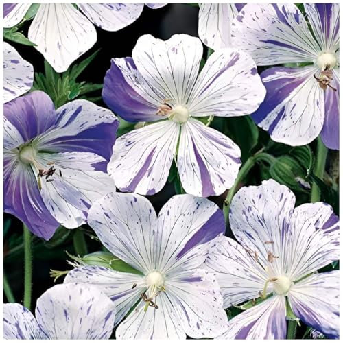 3 x Geranium pratense 'Splish Splash' (Winterhart/Stauden/Staude/Mehrjährig/Bodendecker) Bunter Storchschnabel - Einzigartige Blüten mit verspieltem Farbverlauf - von Stauden Gänge