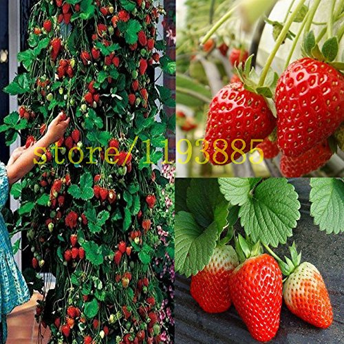 100 pezzi arrampicata semi di fragola Clim semi rossi della fragola con la salubre GUSTO * NON-OGM fragola Monte Everest * ALIMENTARI
