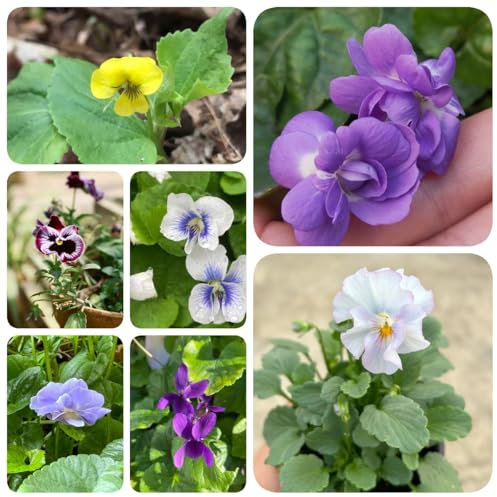 200 pcs Duftveilchen Pflanze Samen pflanzensamen saatgut alte sorten Viola odorata Samen, flowers pflanzen für balkonkästen winterhart winterharte stauden mehrjährig pflanztopf wildflower