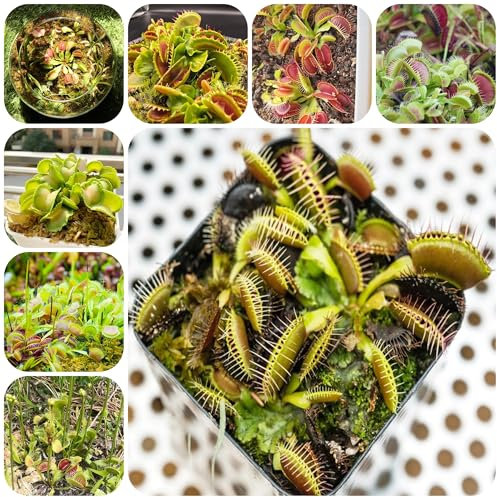 venusfliegenfalle pflanze samen herbal ausgefallene stauden gartensamen garden alte sorten bonsai samen pflanzensamen Luftreinigende Zimmerpflanze schattenpflanzen winterhart exotische 70pcs