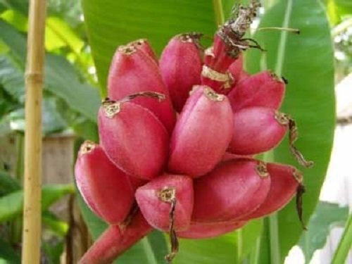 Musa Velutina Pink Hardy Banana Tree Exotic and Hardy Fruit Tree Rare 8-10 Seeds