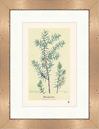 Biller Antik Genévrier Juniperus comm. Plantes médicinales de cyprès 027 Encadrée