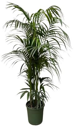 NatureNest, Kentia Palm, Howea Forsteriana, 1 Stück, 220, 230 cm, Zimmerpflanze, Grünpflanze