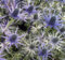 Portal Cool Eryngium X Zabellii Violetta Acebo de mar 9 cm Pot Favor, Lea la descripción
