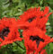 Türkischer Mohn Türkenlouis - Papaver orientale