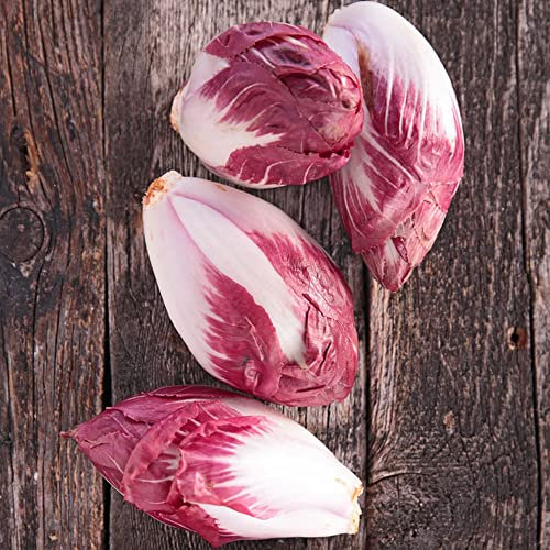Radicchio Samen, Chicoree Samen, Gemüse Pflanzen Bodendecker, Wintergemüse Geschenk Garten, Saatband Gemüse Geschenke Für Gartenfreunde, Gemüse Samen Pflanzen Garten - 100 Stück (Rot)