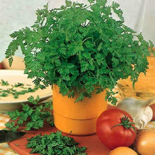 Shopvise Chervil * Anthriscus Cerefolium * Winter Chervil * Herb Garden * Flower Samen * Salad * 1 Gram 100' S (Pcs) : 3 Grams