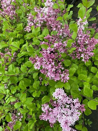 Syringa Meyeri Palibin Korean Dwarf Lilac Shrub Bush Supplied in a 9cm Pot by DirectPlants™