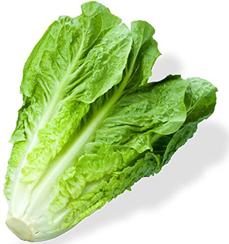 Welldales 50 Romaine Lettuce Seeds Premium Giant British Crunchy Vegetables plant & Grow