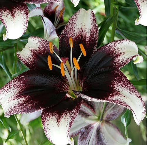 CSL sunrise Tiger Lilie Stracciatella event  Rot weiß, 10x Zwiebeln, Lilium bis 120 cm, winterharte und mehrjährig Lilienzwiebeln, Blumenzwiebeln, bienenfreundlic