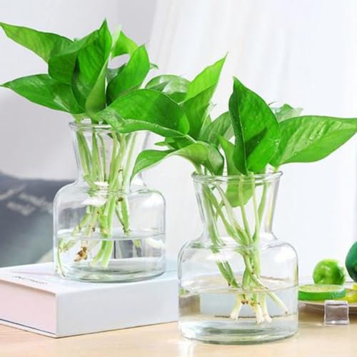 400 pcs efeutute hängend samen - Epipremnum aureum - herbstblumen, samen zimmerpflanzen efeutute aquarium bienenweide, topfpflanzen für draußen gartenpflanzen, stauden winterhart blühende