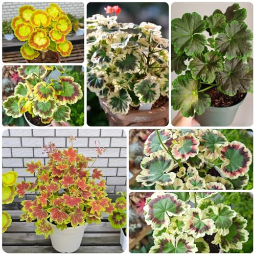 geranien samen mehrjährig - wildblumensamen topfpflanzen samen alte sorten balkonpflanzen bio saatgut balkonblumen flowers deko pflanzen saat hochbeett zimmerpflanze exotische pflanzen 120pcs