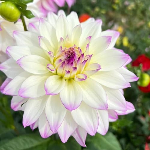 13 pezzi dalia bulbi perenni resistenti - di giardino di perenni resistenti, giardino, Acónitos inverno