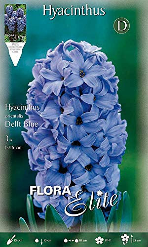 Flora Elite 109904 Freiland-Hyazinthe Delft Blue (3 Stück) (Hyazinthenzwiebeln)