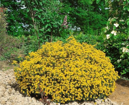 Genista hispanica 20–30 cm – Winterhart, Mehrjährig, Pflegeleicht – Spanischer Ginster – Zierstrauch für Steingarten & Garten