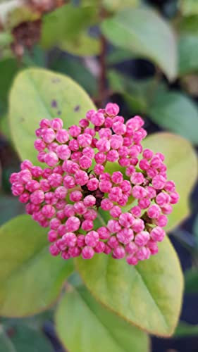Viburnum tinus LISAROSE® 'Loren' / Laurier tin à fleurs roses/Conteneur de 3 à 4 litres