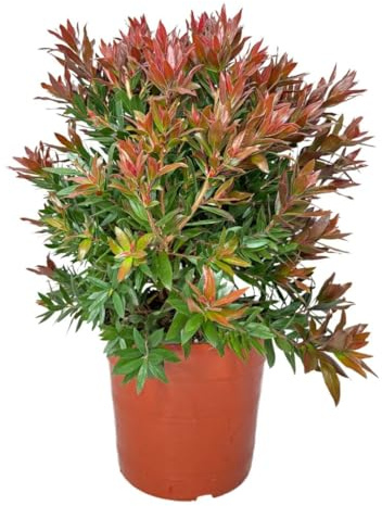 I GIARDINI DI GIULIA - Callistemon Red Rocket Ø24 H.60 | Pianta Ornamentale Sempreverde con Fiori Rossi | Ideale per Giardini, Terrazzi e Bordure | Resistente e Facile da Coltivare
