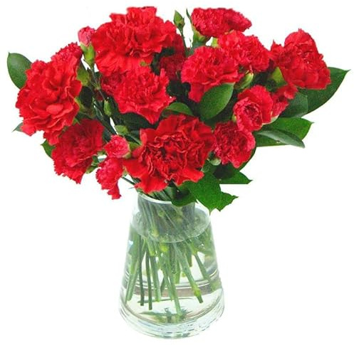 Ramo de Claveles Rojos DECOALIVE Bouquet de 50 Flores Rojas Frescas y Naturales