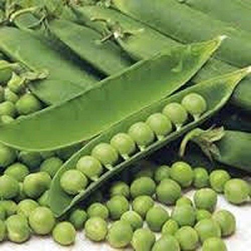 Erbsen, Lincoln Erbsensamen, Organisch, NON- GMO, 20 Samen pro Paket, ◾Green Erbsen