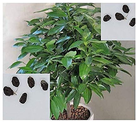Pcs - 10x Elettaria Cardamomum Vert Cardamome Épice Plantes - Graines ID99 - Seeds & Plants Shop by Ipsa