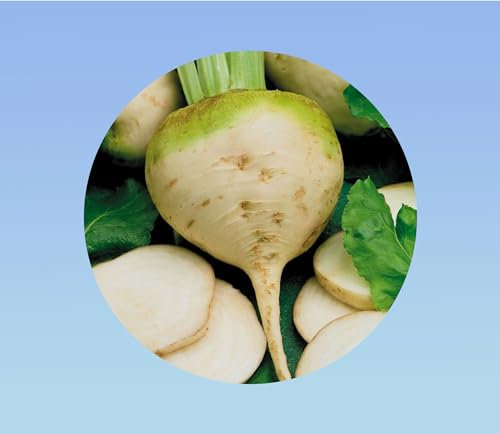 180 graines betterave blanche albina à chair blanche - beet - legume -