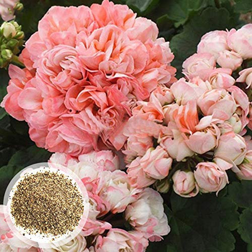Benoon Semillas De Geranio, 600 Unids/Bolsa Semillas De Geranio Perenne Fantástico Rosa Bonsai Jardín Pelargonium Semillas Para El Hogar Semillas de Pelargonium