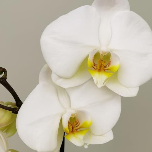 Garden Center Shop | Orquídea Phalaenopsis natural 75 cm | 2‑3 tallos floridos | Floración duradera y cuidados fáciles (Blanca)