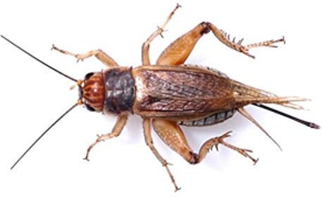 The Mealworm Company LIVEFOODS DIRECT Silent Crickets Medium - Prepack of 100-125 Size 4 13-18mm Silent Medium Prepack