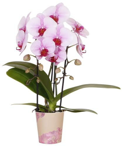Orchid Phalaenopsis Niagara Fall Pink - Elegant Moth Orchid - Real Indoor Plant - Live Home Decor for Living Room, Bedroom, Office - Beautiful Flowering Specimen (9cm Pot, 30-40cm)