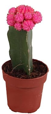 Cactus Injertado Natural - la Fusión Extraordinaria de Especies que Crea una Planta Excepcionalmente Hermosa y Duradera