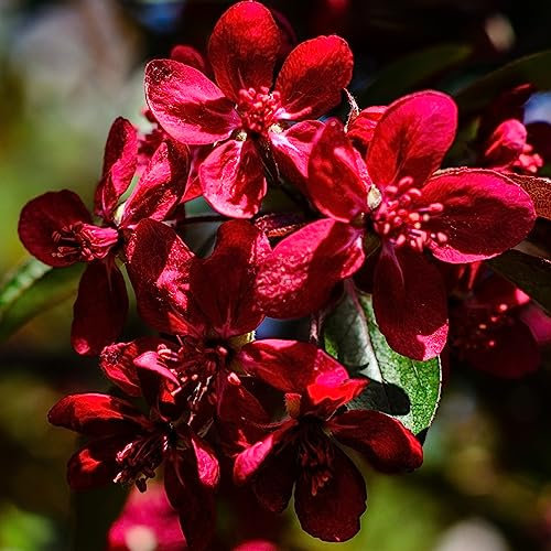 Luojuny Nelkensamen, 100 Stück/Beutel, Fliedersamen, mehrjährig, natürlich, rot, georgisch, hervorragend produzierende Nelkensamen für den Außenbereich Lila Samen