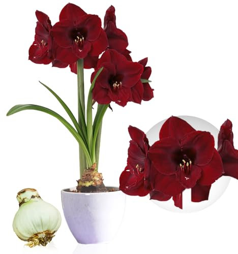 Amaryllis Benfica bulbe, 1 pièce grand format 26/30, Exclusif, bulbes, plantes et fleurs de Hollande, Véritables Hippeastrum (pas de graines, cire et non artificiel)